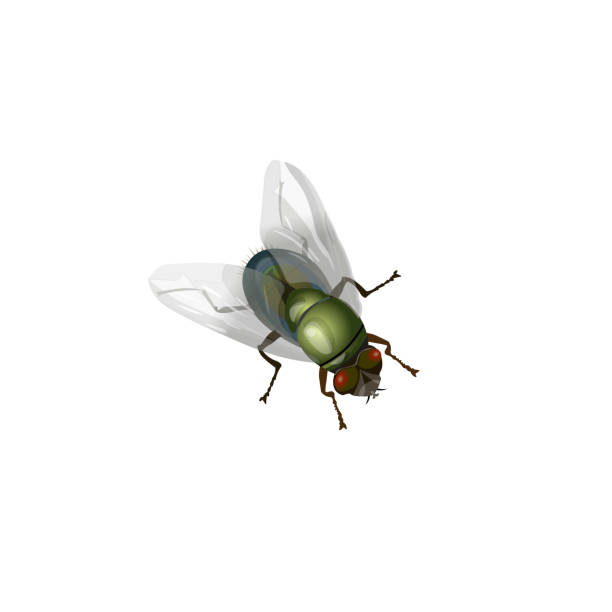 ilustrações de stock, clip art, desenhos animados e ícones de house fly vector - mosca