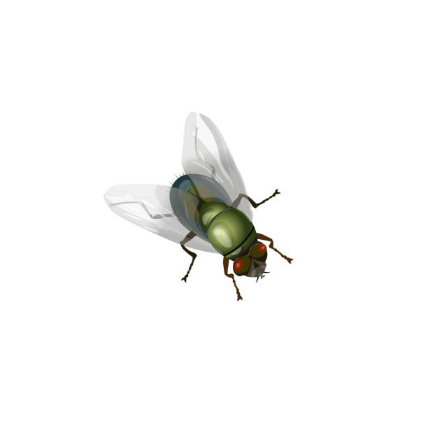 House fly vector Realistic green fly insect. Vector illustration isolated on white background. housefly stock illustrations