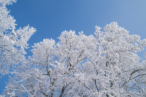 frost covered tree branches, blue sky and branches, very beautiful christmas card\nwinter motif, very beautiful frost photos, captured in very cold weather