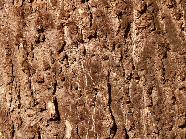 istock Cracked old bark of wood 1124829405