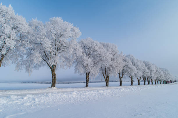 white winter landscape: small soccer field submerded by snow and frosted trees