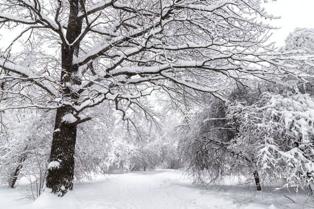 istock Winter cityscape in the snowy park. 1124833416