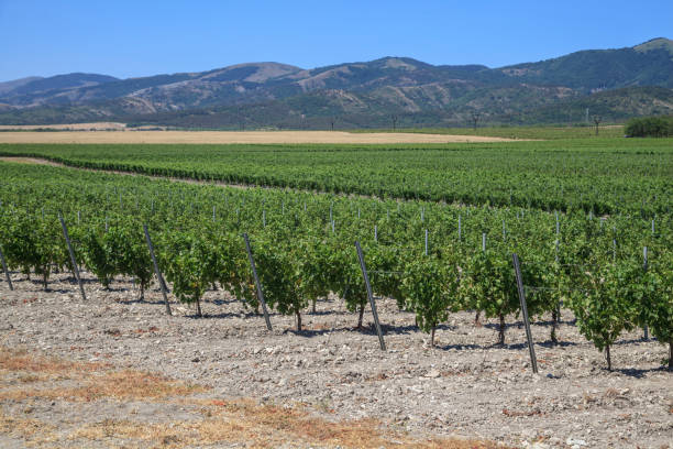 виноделие, поле с виноградниками на фоне гор - vinifera стоковые фото и изображения