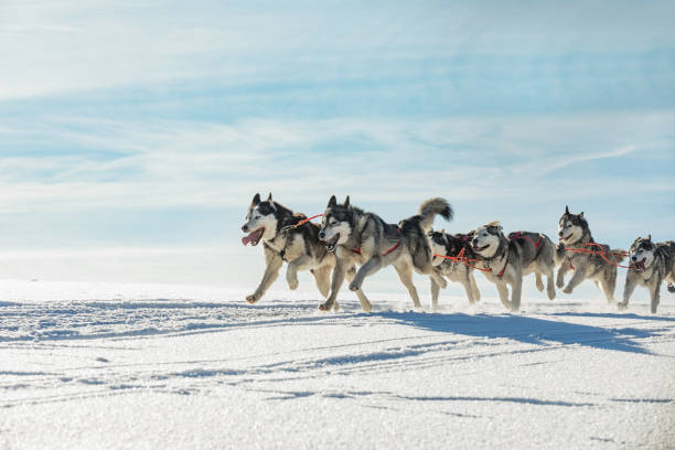 une équipe de quatre chiens de traîneau husky s’exécutant sur une route enneigée de désert. traîneau à chiens husky dans la campagne tchèque d’hiver. groupe de meute de chiens dans une équipe dans le paysage d’hiver. - laponie photos et images de collection