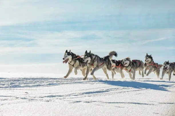 Photo of A team of four husky sled dogs running on a snowy wilderness road. Sledding with husky dogs in winter czech countryside. Group of hounds of dogs in a team in winter landscape.