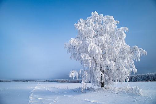 Winter beautiful landscape with trees covered with hoarfrost. Frosty winter landscape in snowy forest.