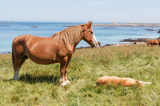 istock Trait Breton mare and her foal in a field in Brittany 1124836166