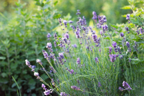 istock purple lavender Bush at sunset 1124836660