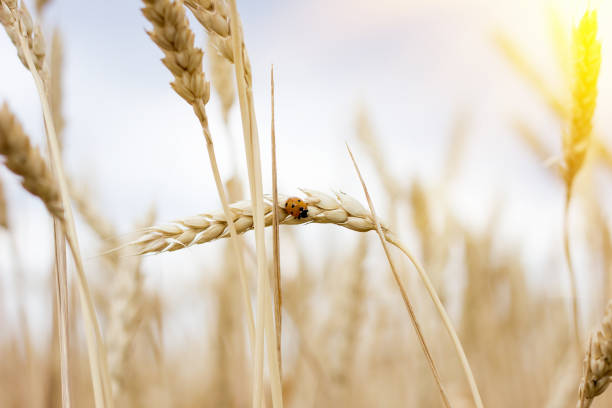 schöne marienkäfer auf einem ährchen - ladybug wheat nature insect stock-fotos und bilder