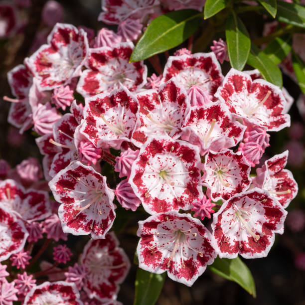 산 로렐 (kalmia latifolia) - 산 월계수 뉴스 사진 이미지