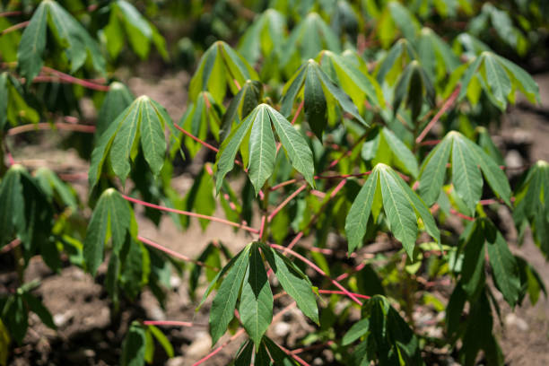 Cassava, Plantation, Agricultural Field, Agriculture, Brazil