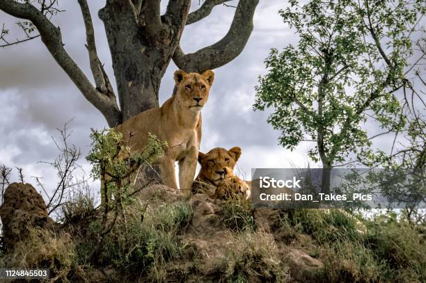 Lookout Stock Photo - Download Image Now - Africa, Animal, Animal Wildlife