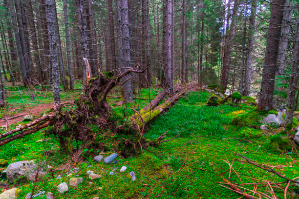 Landscape in mystic forest at the autumn season