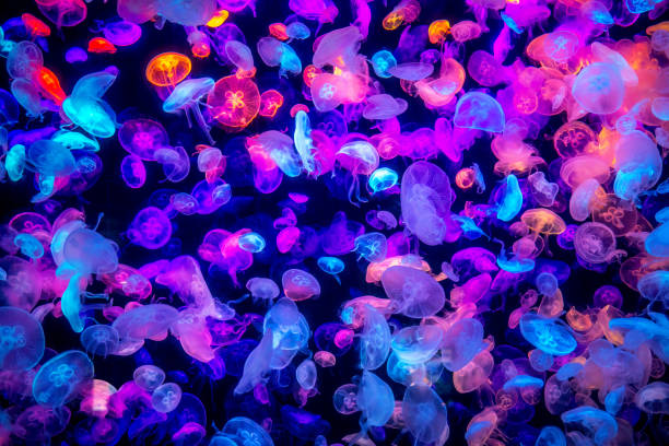 muchas coloridas medusas en el mar oscuro - jellyfish fotografías e imágenes de stock