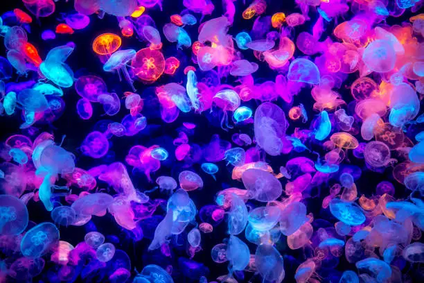 Photo of many colorful jellyfish on the dark sea