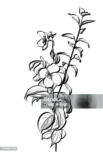 Planted Flower Anemone Stock Illustration - Download Image Now - Flower, Black And White, Leaf