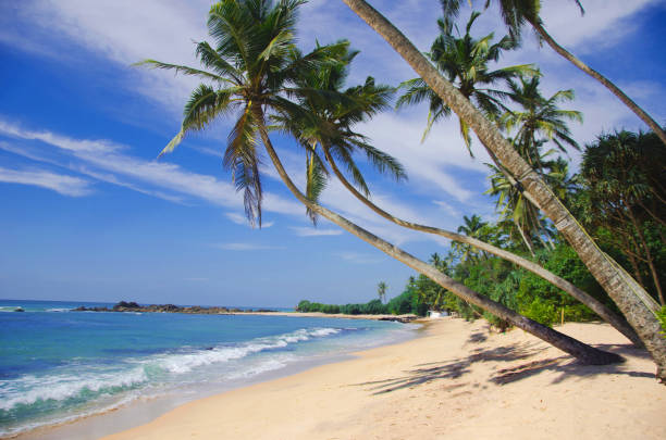 Beautiful tropical beach with great waves. Sri lanka