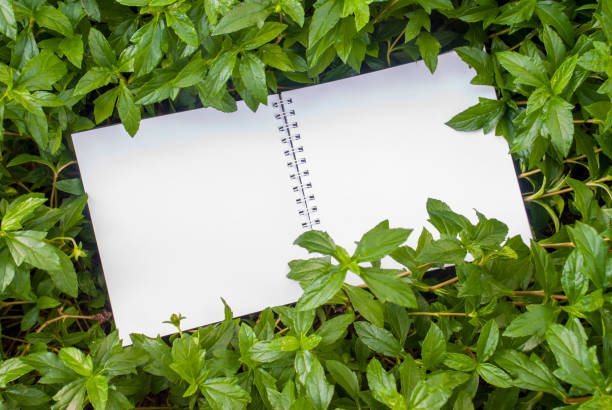 istock Layouts created from white paper And natural concepts 1124867414