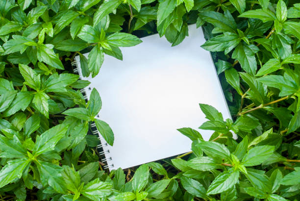 istock Layouts created from white paper And natural concepts 1124867416