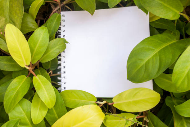 istock Layouts created from white paper And natural concepts 1124867419