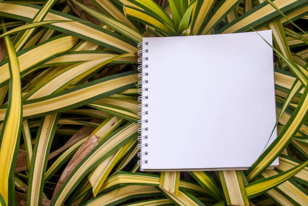 istock Layouts created from white paper And natural concepts 1124867421