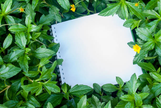 Layouts created from white paper And natural concepts
