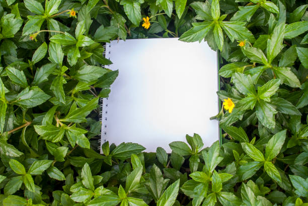 istock Layouts created from white paper And natural concepts 1124867445