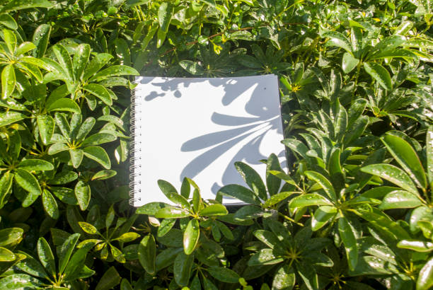 istock Layouts created from white paper And natural concepts 1124867467