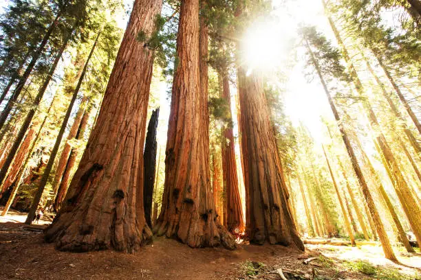 Hiker in Sequoia national park in California, USA