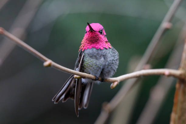 Male Annas Hummingbird (Calypte anna) on a perch