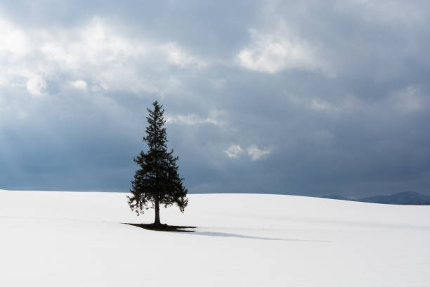 istock Pine trees on the snowy field in Biei 1124878622