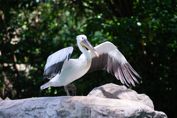 un pelícano abriendo las alas y caminar sobre la tierra - clipped wings fotografías e imágenes de stock