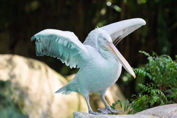 un pelícano abriendo las alas y caminar sobre la tierra - clipped wings fotografías e imágenes de stock