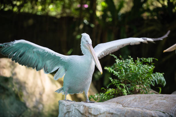 un pelícano abriendo las alas y caminar sobre la tierra - clipped wings fotografías e imágenes de stock