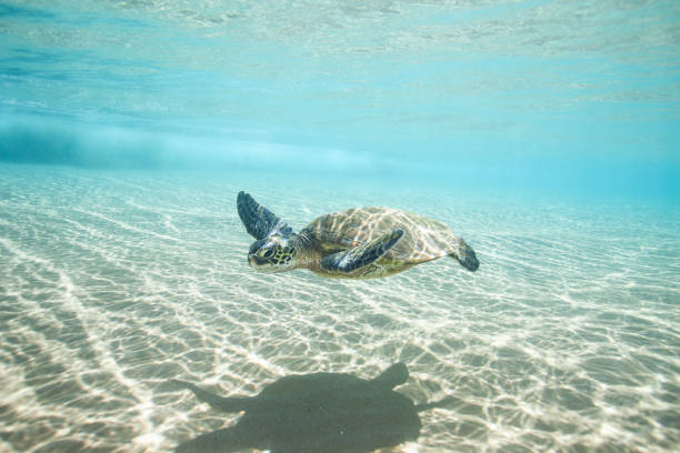 istock Sea Turtle Swimming in Incredibly Clear Tropical Ocean 1124880833