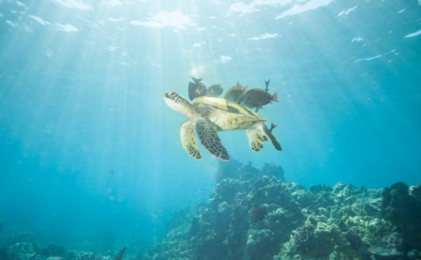 istock Sea Turtle at a Cleaning Station 1124882261