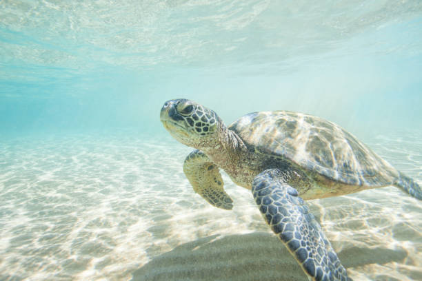 istock Sea Turtle Swimming in Incredibly Clear Tropical Ocean 1124882263