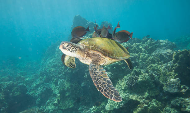 istock Sea Turtle at a Cleaning Station 1124882374