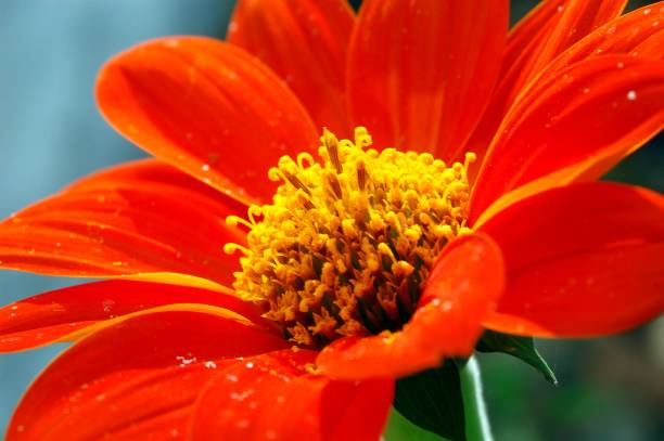 istock Orange Daisy flower close-up 1124882533