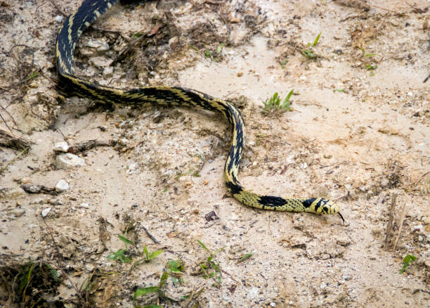 Non-venomous Colombian Snake slithering