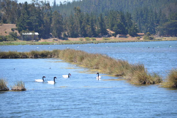 Black-necked swans in the Cahuil wetland, which is located south of the city of Pichilemu in the Ohiggins region, Chile.