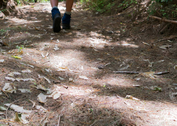 istock Low angle view of hiker walking through pine forest environment 1124888902