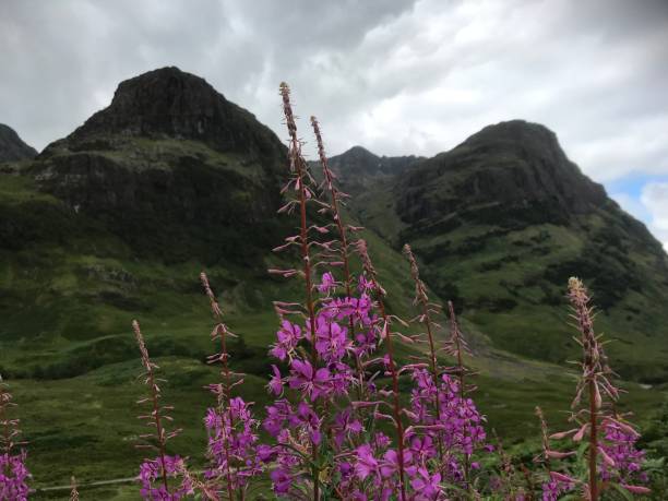 istock scottish highlands and flowers 1124891656