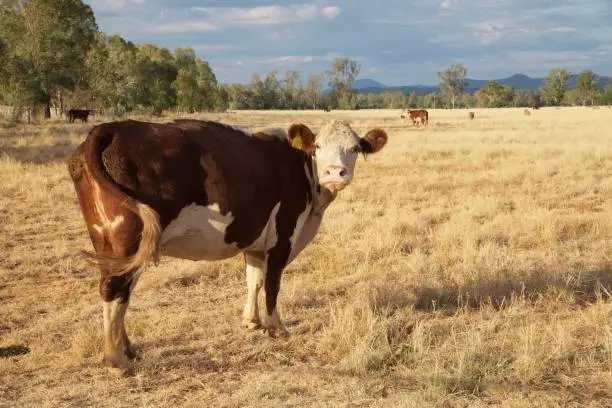 Hereford Grass fed beef cattle heifers with calves in drought in rural NSW Australia moving
