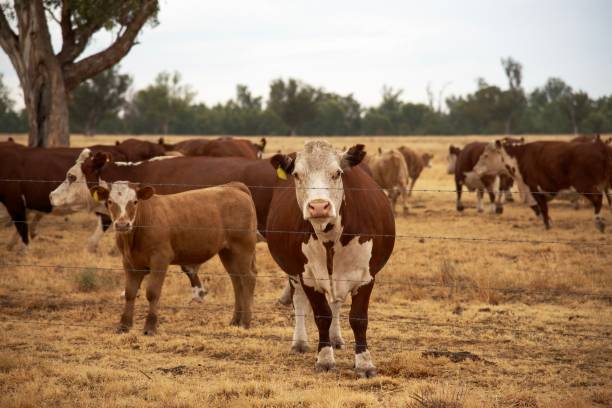 istock Grass fed beef cattle hereford heifers and calves 1124898228