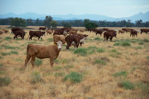 istock Moving herd of cattle - Grass fed beef cattle hereford heifers and calves 1124899331