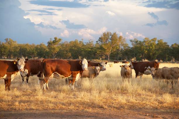 istock Herd of beef cattle in afternoon light 1124900005