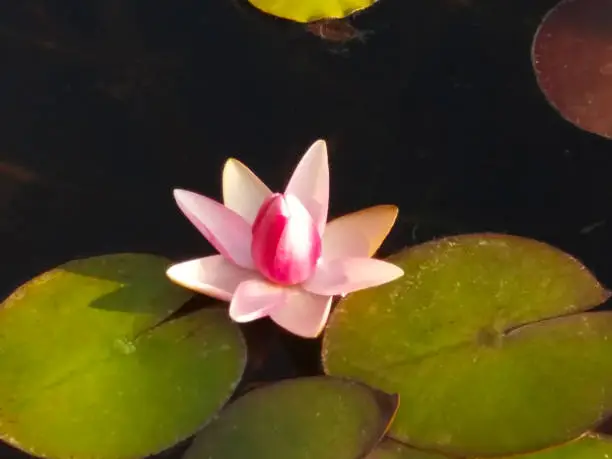 White pink lotus flower in a pond on a sunny day.