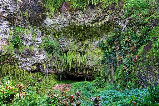 Fern Grotto at Kauai, Hawaii