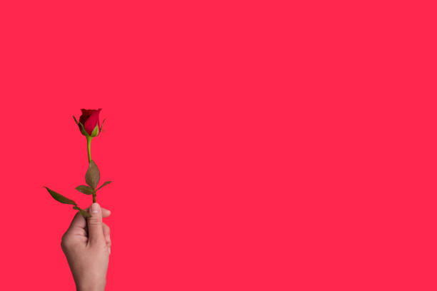 istock Girl hand hodling red rose 1124921228